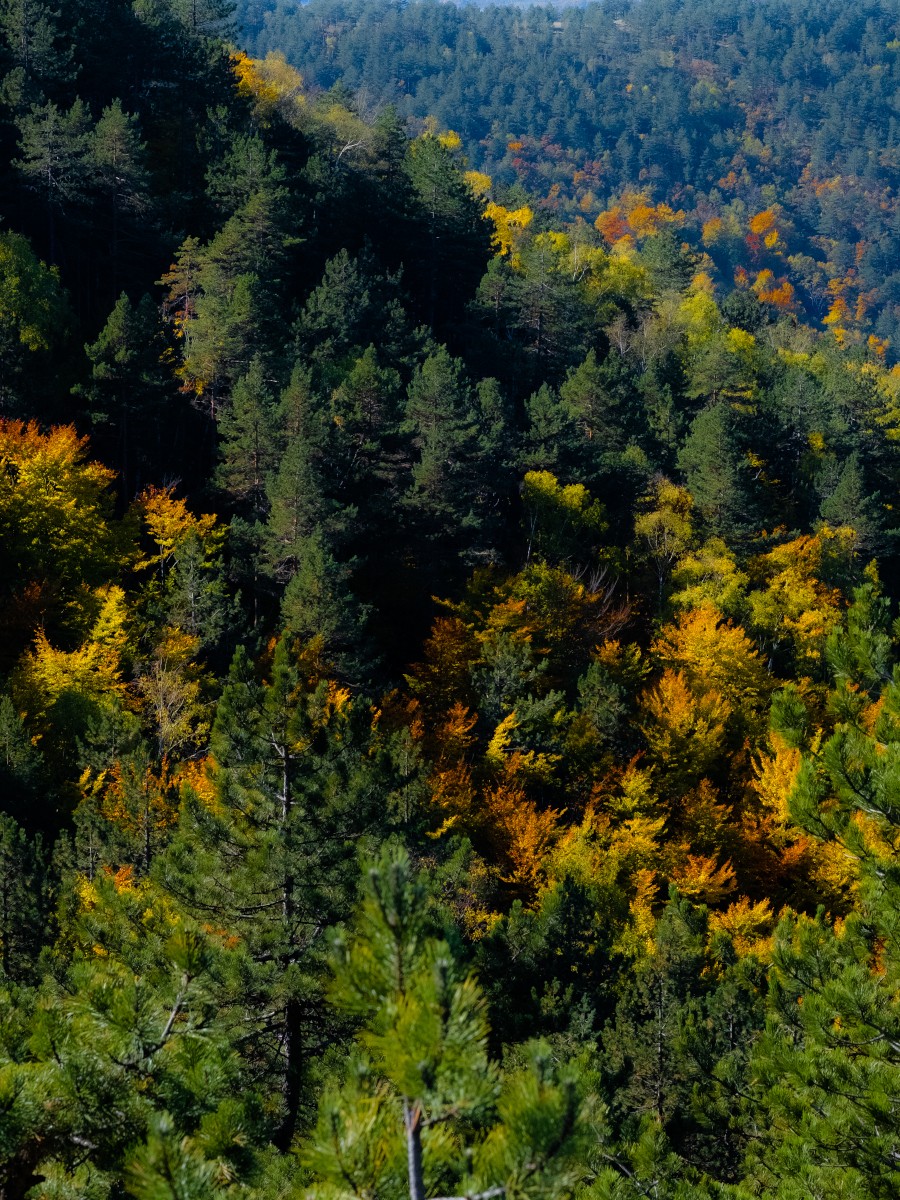 Jesen, Podbukovi