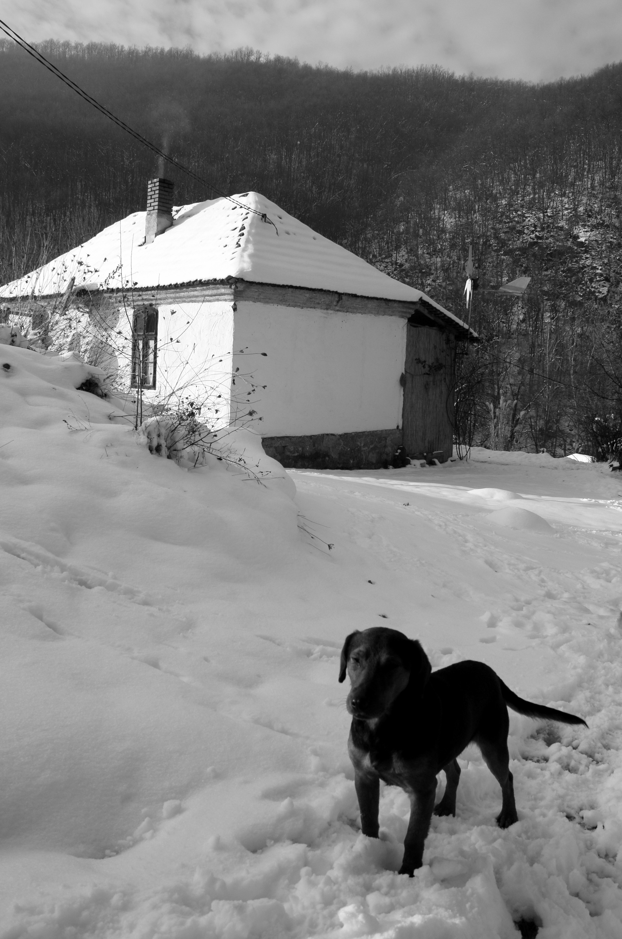 Čuvar