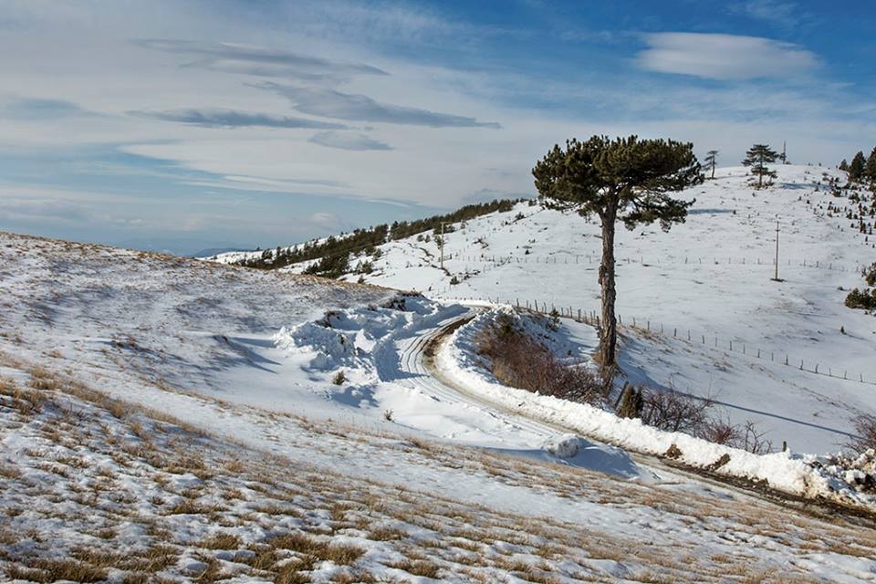 Zlatibor