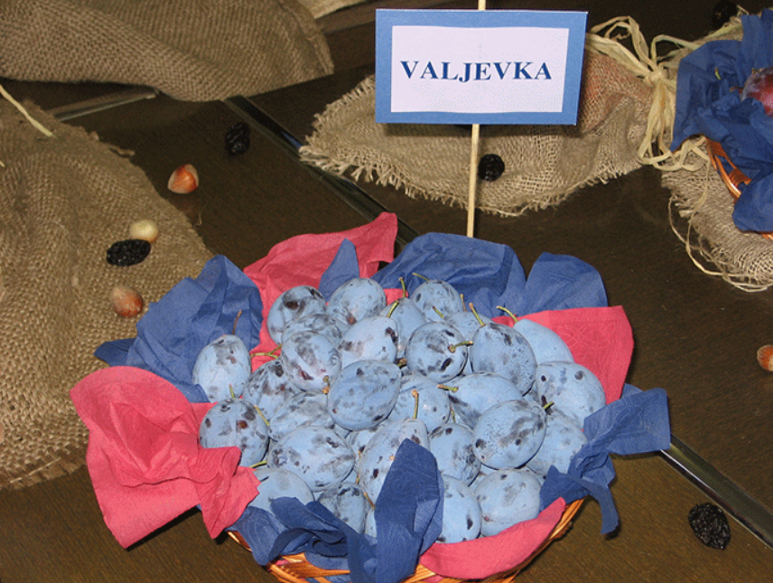 Šljiva Valjevka 